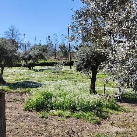 Olive Garden - Refurbished Century Old House In The Heart Of Portugal