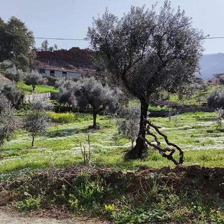 Casa de Férias Olive Garden - Refurbished Century Old House In The Heart Of Portugal